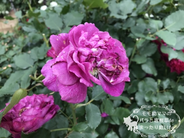 ベルベティ・トワイライト