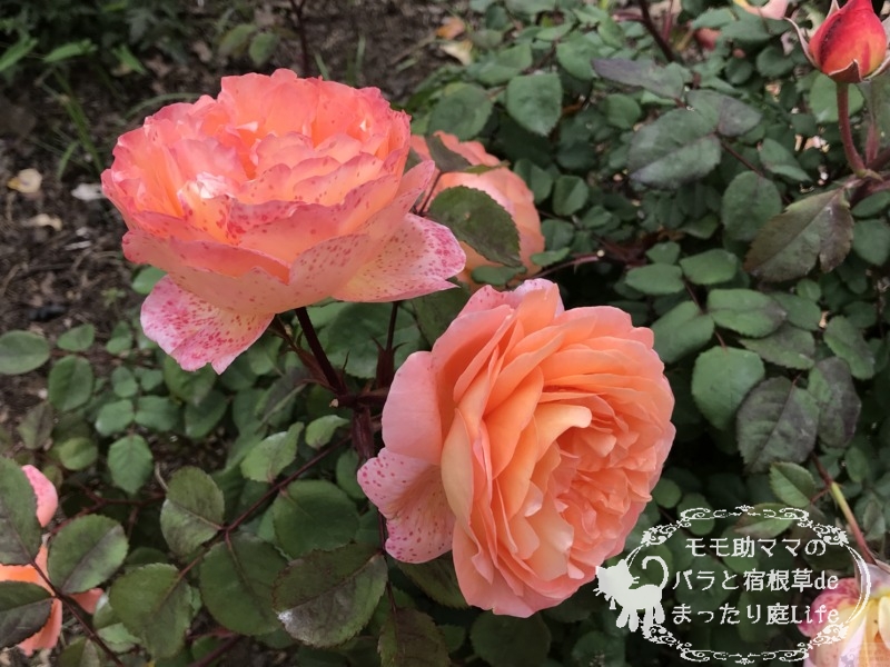 20210518花菜ガーデン_レディ・エマ・ハミルトン (3)