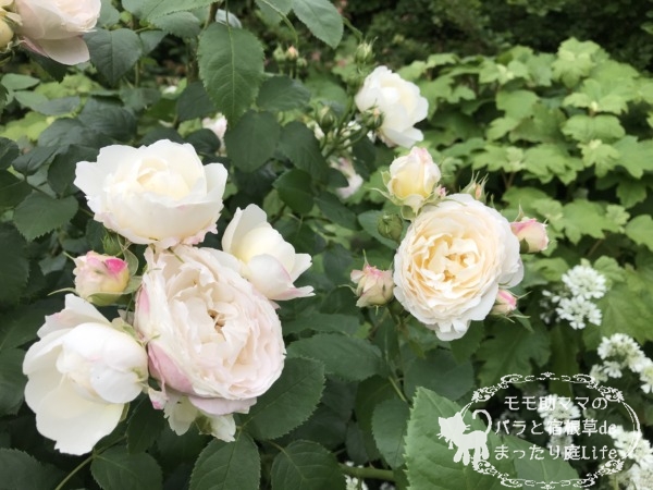 マーシャスタンホープ