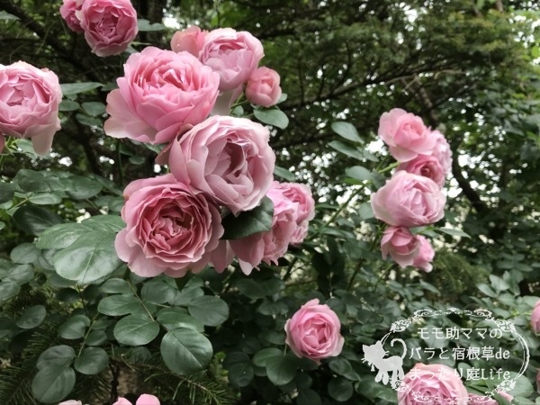 アントニオ・ガウディ