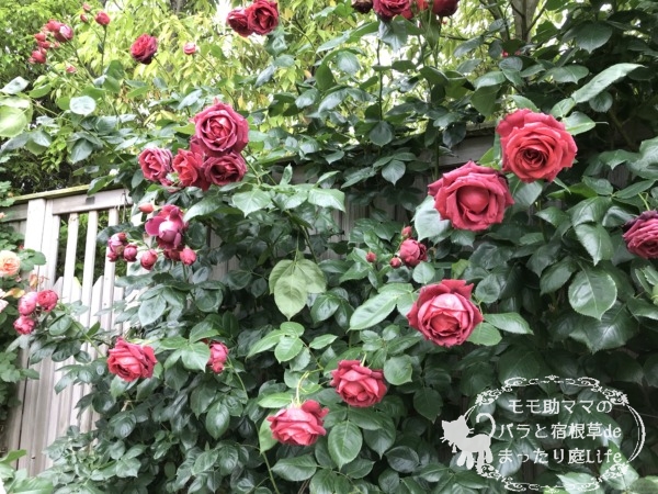 チョコレートサンデー