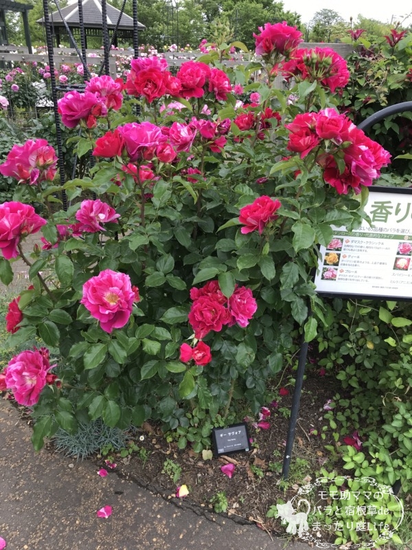 20210518花菜ガーデン_ギー・サヴォア (3)