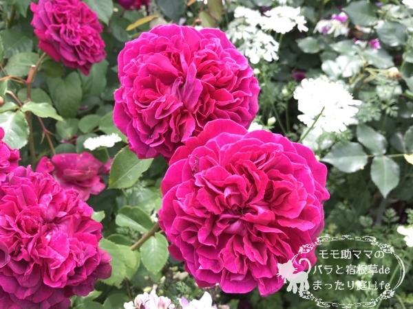 ウィリアム・シェイクスピア2000