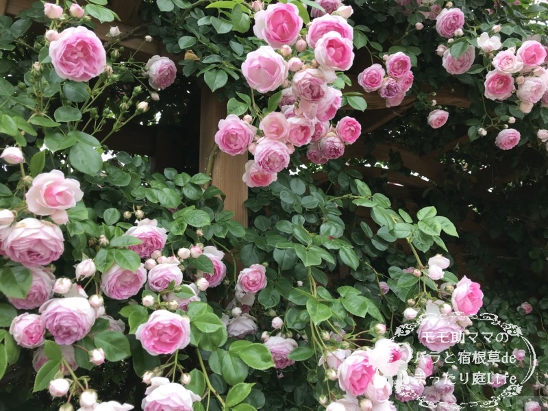 20210518花菜ガーデン_ジャスミーナ (2)