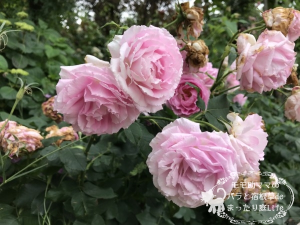 マダム・ルナイ