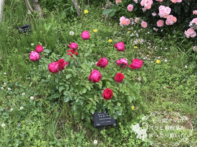 20210518花菜ガーデン_ルージュ ピエール・ド・ロンサール