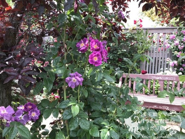 ミッドナイト・ブルー