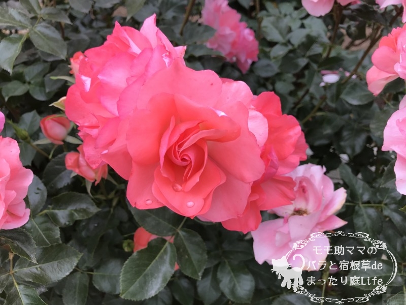 20210518花菜ガーデン_ジャルダンドゥフランス (2)