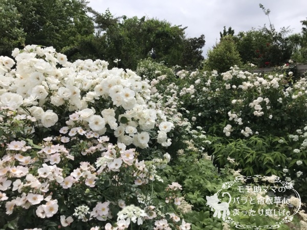 20210518YEG_アイスバーグ