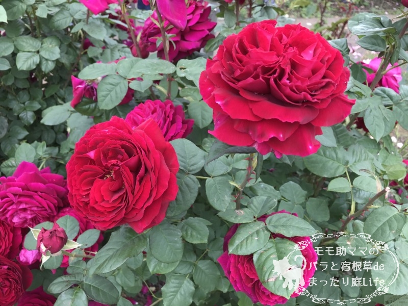 20210518花菜ガーデン_ゴスペル (2)