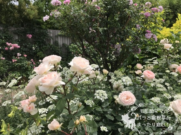 メルヘンツァウバー