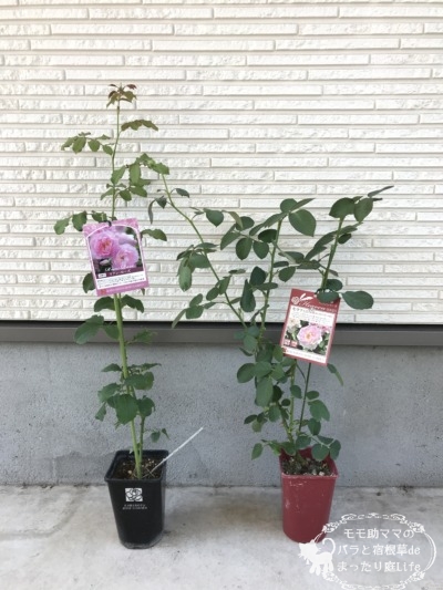 バラ　セラフィム とリアンローズ