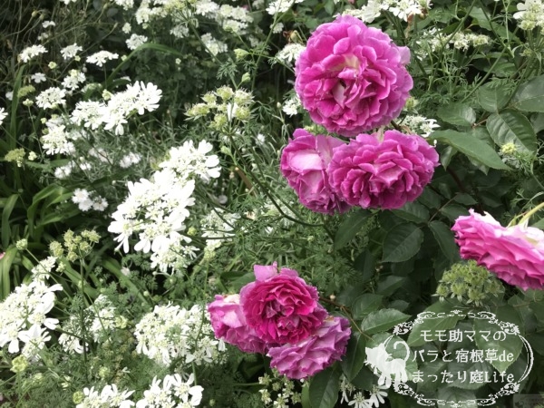 シェエラザード