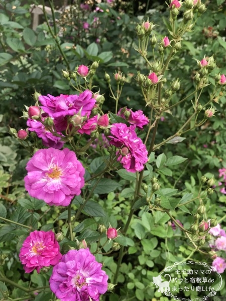 スイートチャリオット