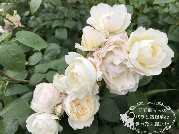 マーシャスタンホープ