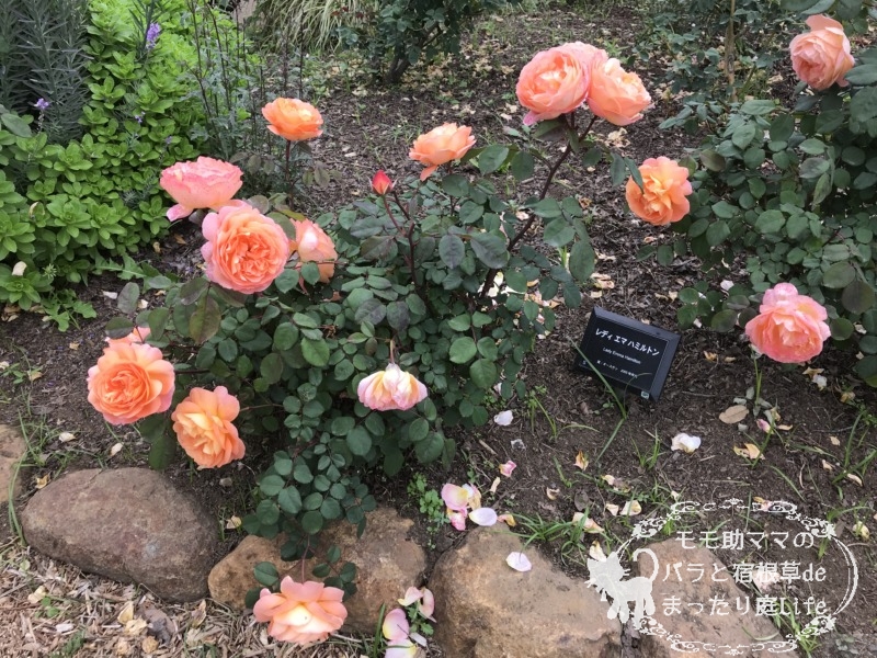 20210518花菜ガーデン_レディ・エマ・ハミルトン (2)