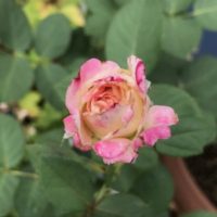 セラフィム開花