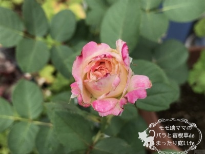 セラフィム開花