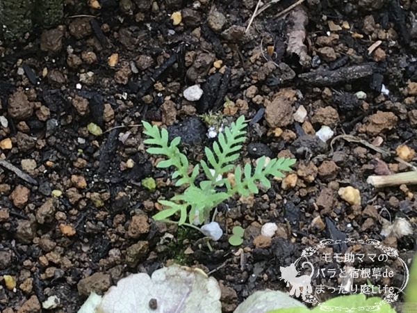 レースラベンダー 発芽