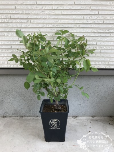 ウィリアムシェークスピア2000