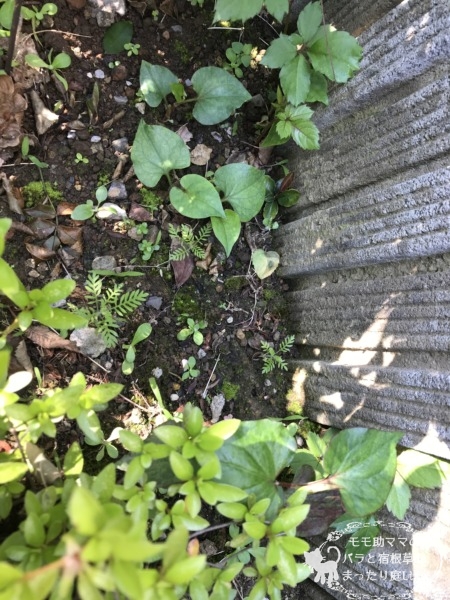 レースラベンダー 発芽