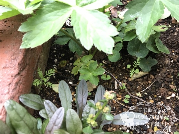 レースラベンダー 発芽