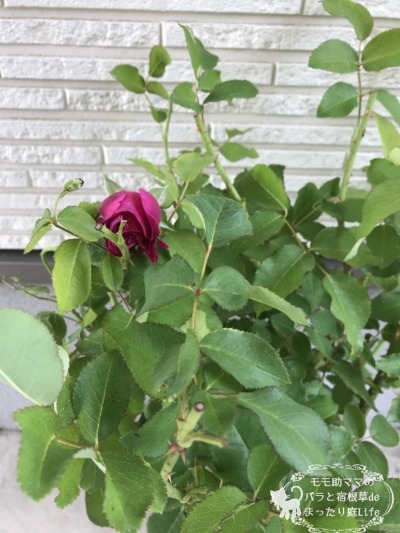 ウィリアムシェークスピア2000