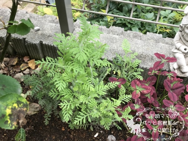 レースラベンダー