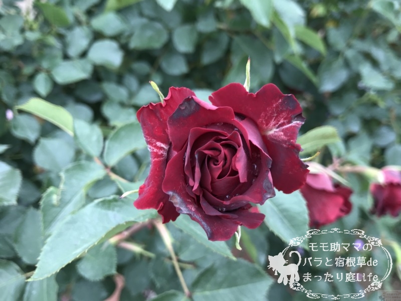 20210518花菜ガーデン_オマージュ・ア・バルバラ (2)