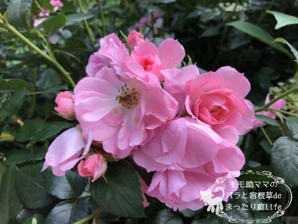 シティ・オブ・ヨコハマ