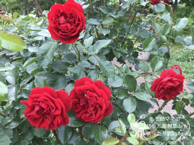 20210518花菜ガーデン_ジークフリート (2)