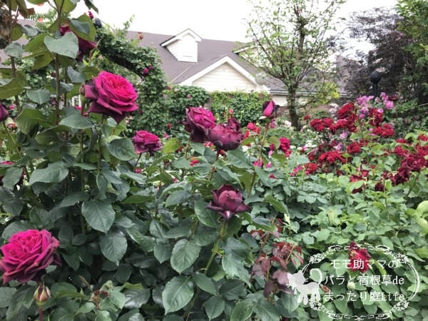 グレーフィン・ディアナ