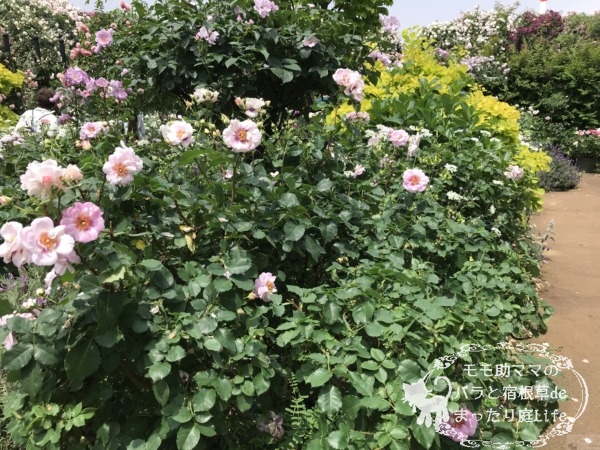 20210518YEG_アイズ・フォー・ユー