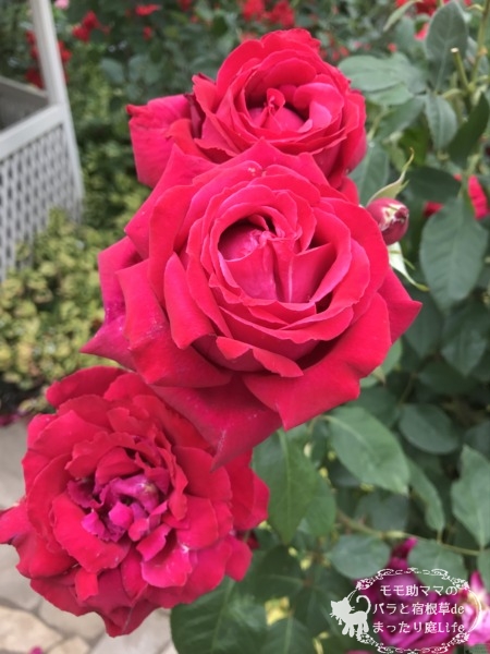 コンラート・アデナウアー・ローズ