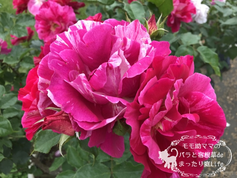 20210518花菜ガーデン_ギー・サヴォア (2)