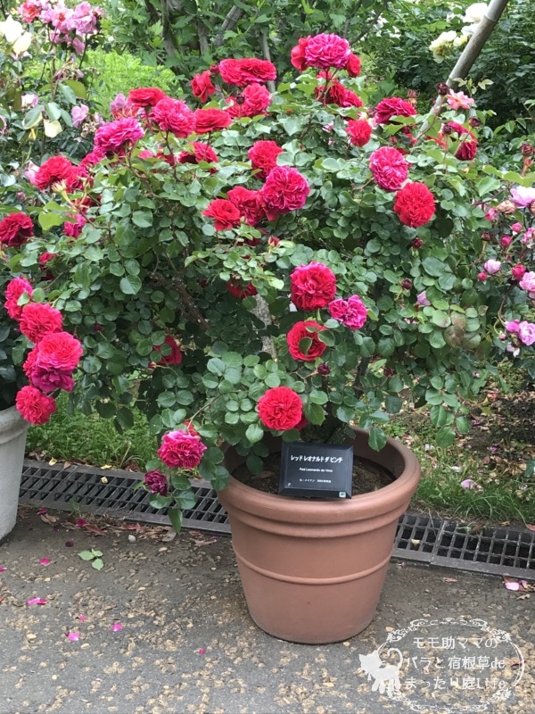 レッド・レオナルド・ダ・ヴィンチ 