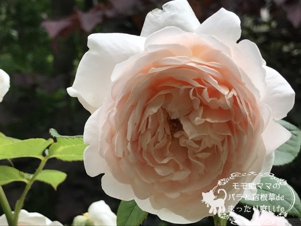 アンブリッジローズ