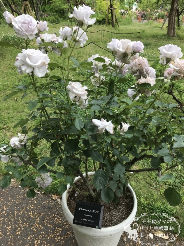 20210518花菜ガーデン_グレーシャス・グレイ (2)