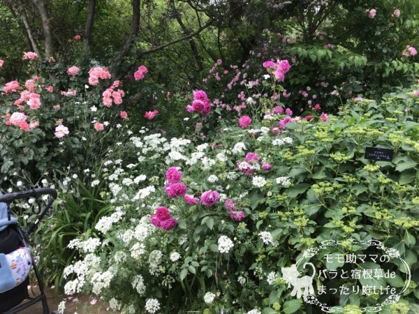 シェエラザード