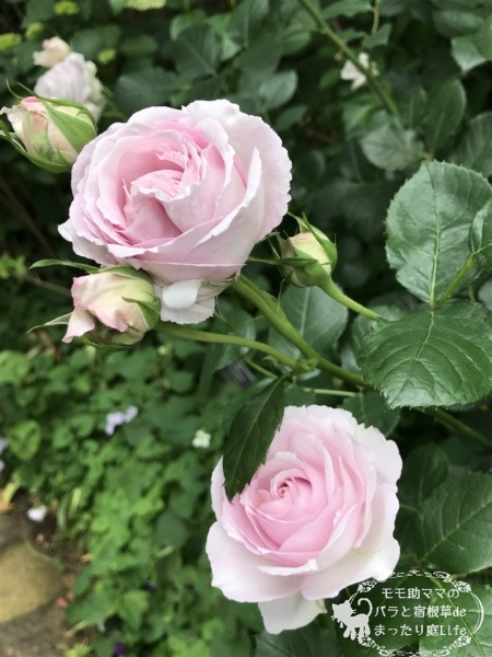 フォーエバーフレンズ