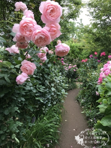 ジ・アレンウィック・ローズ