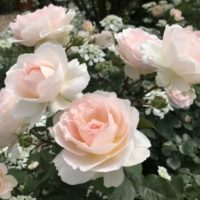 メルヘンツァウバー