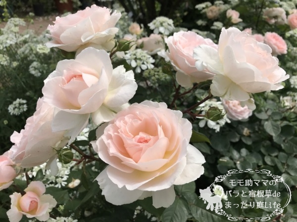 メルヘンツァウバー