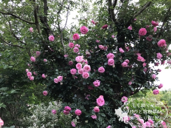 ル・ポール・ロマンティーク