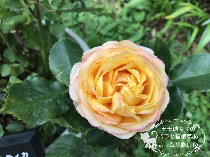 ベビーロマンティカ