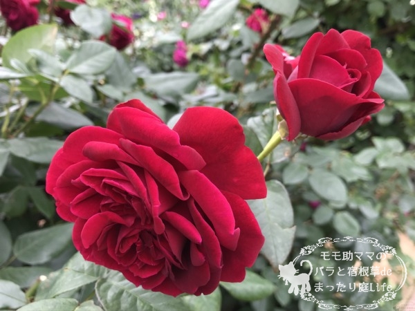 ザ・スクワイヤー