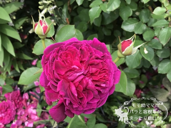 ウィリアム・シェイクスピア2000