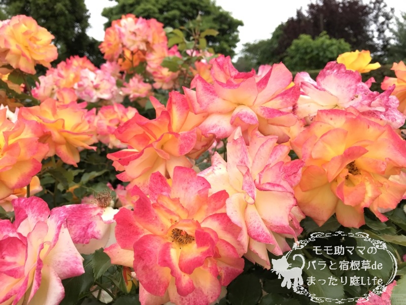 20210518花菜ガーデン_サハラ98 (3)