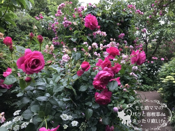 マコン・ルージュ