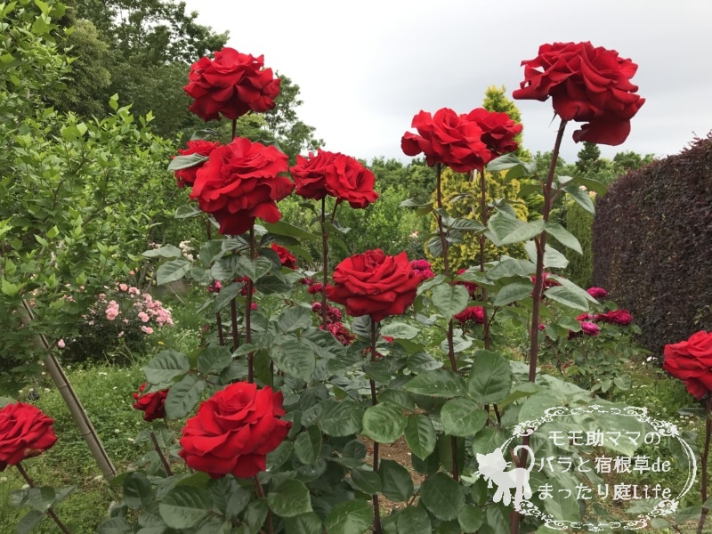 20210518花菜ガーデン_レッドクイーン (2)